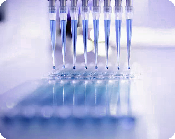 小鼠单克隆抗体