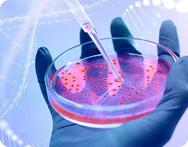 染色质免疫沉淀（ChIP）